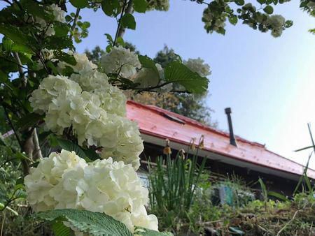 里山日記・・・我が家の庭は、オオデマリ祭り！