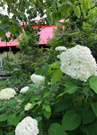 里山日記・・・紫陽花祭りのように咲き誇る