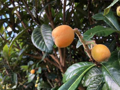 里山日記・・・隔年結果性！　今年は豊作のビワ