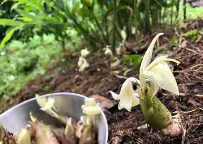 里山日記・・・ミョウガの可憐な花