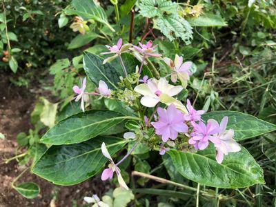 里山日記・・・彼岸花はどこへ行った？