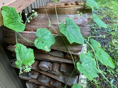 里山日記・・・手ごわいい外来種の雑草たち