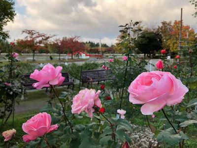 里山日記・・・開成山公園のバラ園 癒されます(^^♪