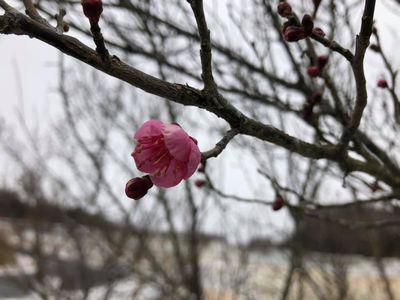 里山日記・・・梅、一輪開花！