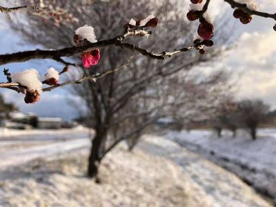 里山日記・・・ 雪と梅と