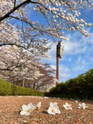 里山日記･･･早朝の開成山公園