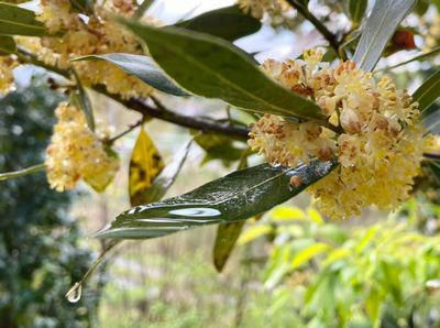 里山日記・・・雨つぶをまとった花々