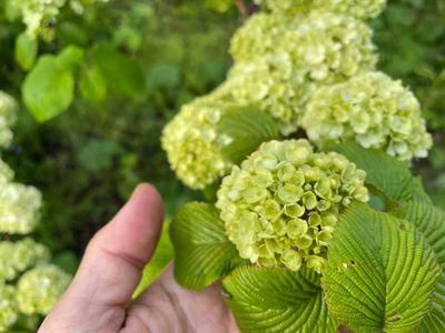 里山日記・・・青葉色のオオデマリ