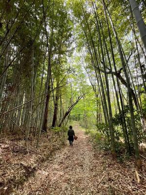 里山日記・・・お宝探しのたけのこ堀り