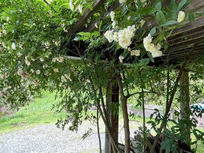 里山日記･･･庭では白色を楽しめる季節 その１