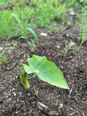 里山日記･･･梅雨入り、水玉をのせた里芋の葉っぱ