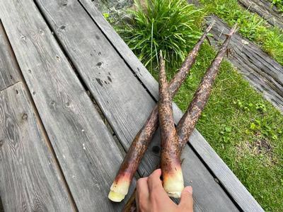 里山日記･･･破竹の勢い