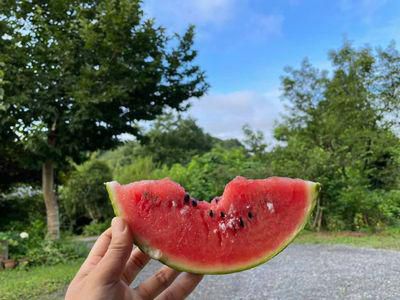 里山日記･･･夏の風物詩、朝からスイカ