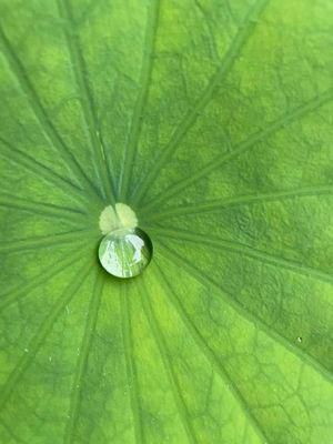 里山日記･･･蓮の花がお見事！