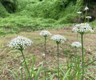 里山日記･･･冬野菜の種まき作業で鍬が…