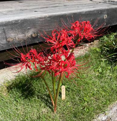 里山日記･･･お彼岸に彼岸花