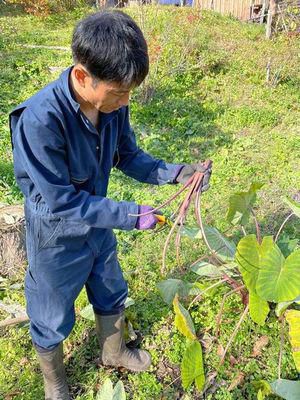 里山日記･･･里いも掘り