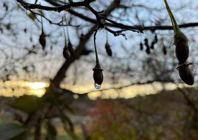 里山日記･･･雨上がりの庭