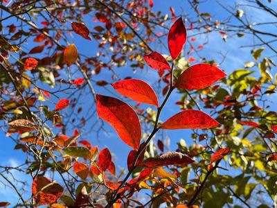 里山日記･･･ブルーベリーの紅葉