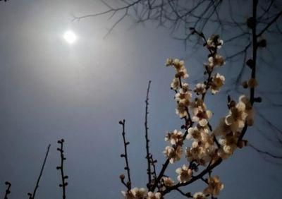 里山日記･･･夜桜ならぬ夜梅