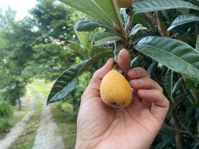 里山日記･･･枇杷の実、今年は成り年