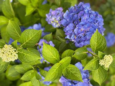 里山日記･･･梅雨開けしてからの紫陽花