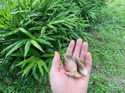 里山日記･･･可憐な花ミョウガ