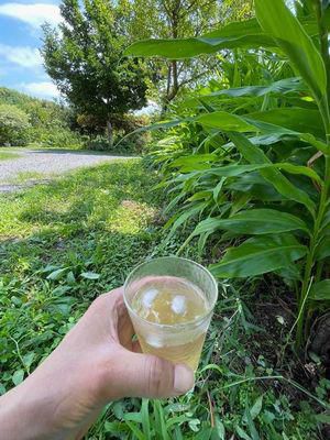 里山日記･･･梅シロップ、梅ジュース出来上がり