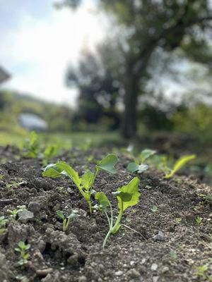 里山日記･･･冬野菜の芽吹き