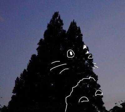 里山日記･･･トトロの木