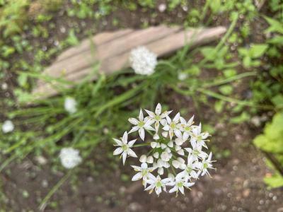 里山日記･･･綺麗なニラの花