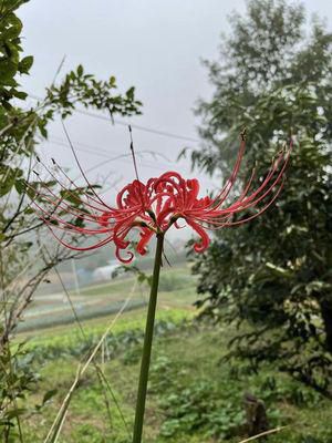 里山日記･･･朝靄の彼岸花と、つやつやのドングリ