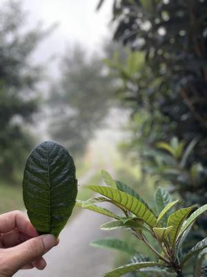 里山日記･･･足が痛むと、枇杷の葉