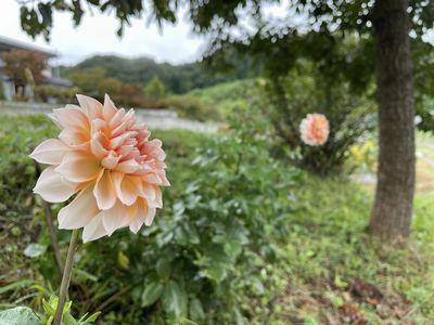 里山日記･･･ダリアが我が家の庭に仲間入り