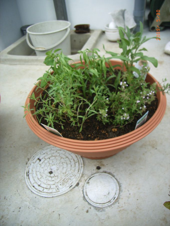 ハーブのある暮らし第４５回　｢ハーブの寄せ植え｣を終えて