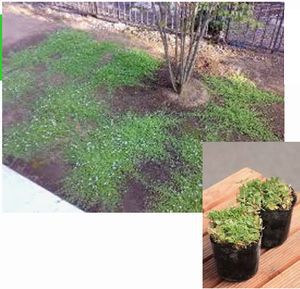 【住まい教室】 庭造りワークショップ「グランドカバー」