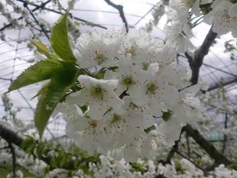 果樹の花が満開です♪