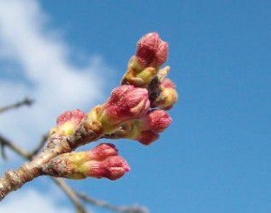 山形の桜が開花！