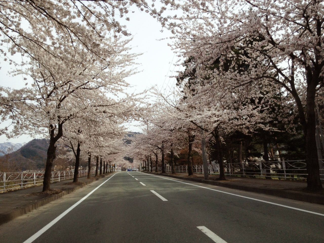 〈山形市〉馬見ヶ崎川の桜並木道「さくらライン」★