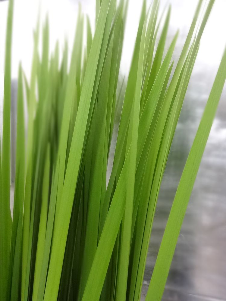 調理場に葉っぱがたくさん入荷！