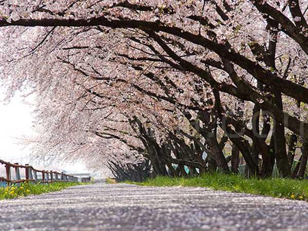 【卒業・入学記念の家族旅行に♪】卒業・入学お祝いプラン★