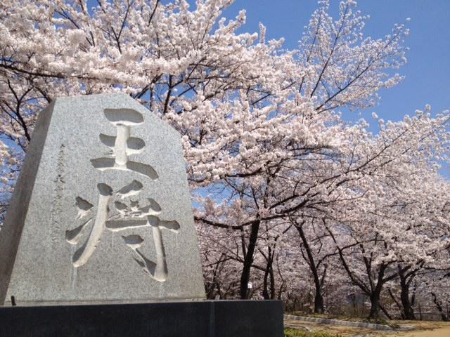 春爛漫！お花見スポット「舞鶴山」が桜満開★