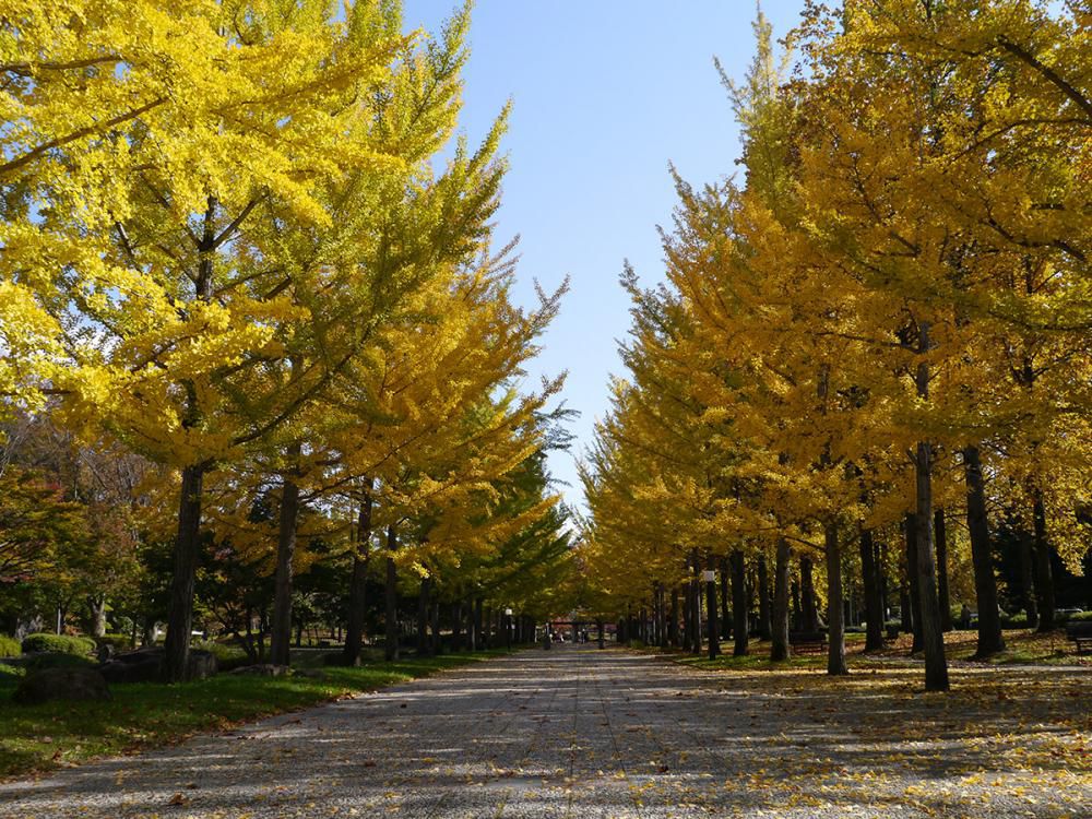 ★紅葉情報第２弾★山形県総合運動公園のイチョウ並木♪