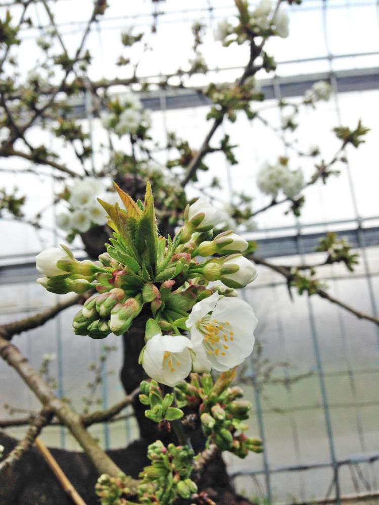 さくらんぼの花なんです♪