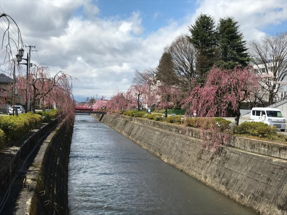 天童の桜開花状況★