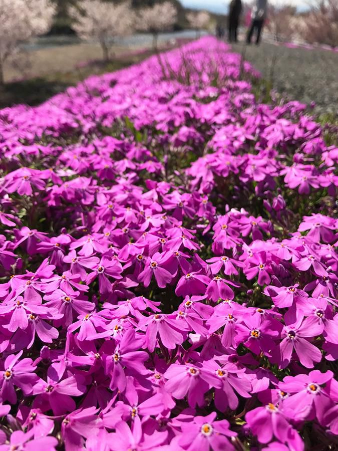 【桜の他に、今が見頃のもの１】立谷川の芝桜