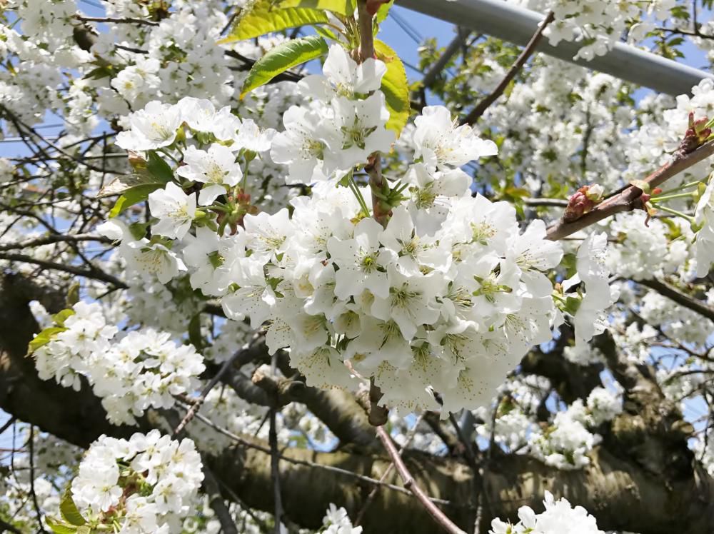 さくらんぼの花が満開です！！