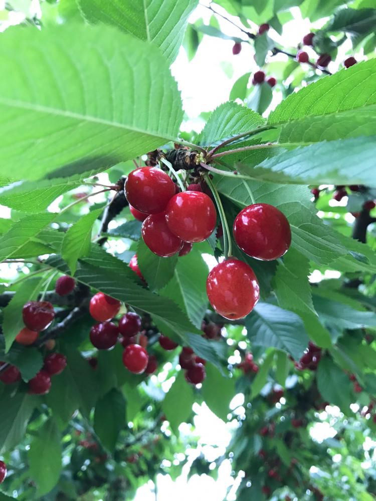 さくらんぼが赤く色づいてきました★