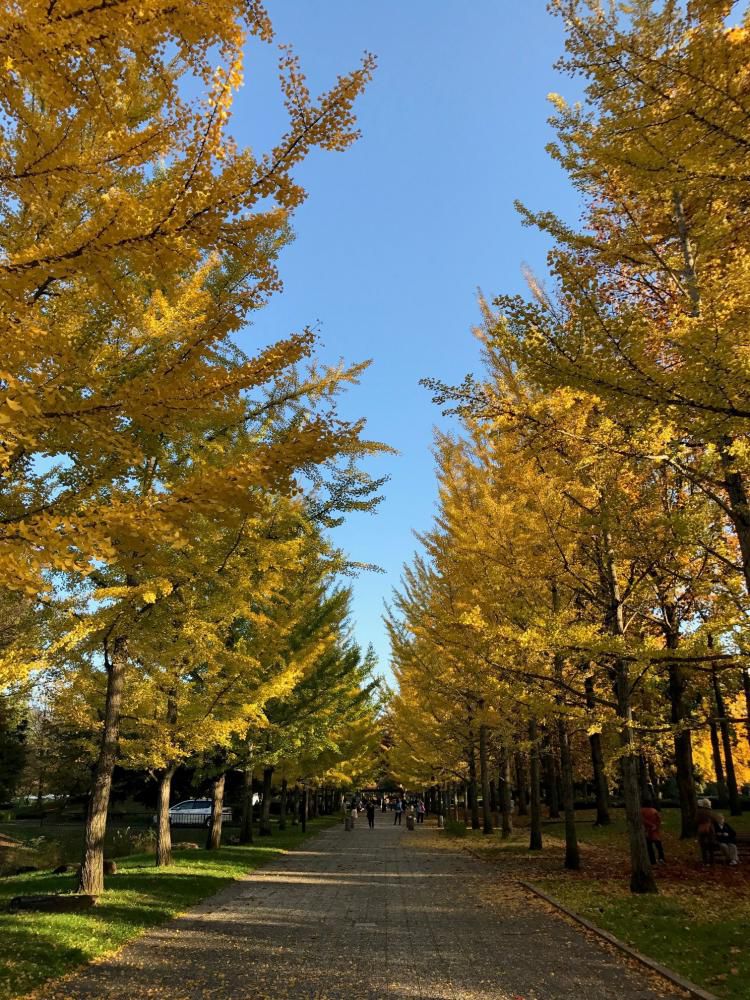 10月26日紅葉情報　～天童～