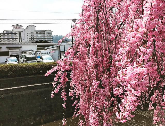 天童温泉の桜情報♪♪